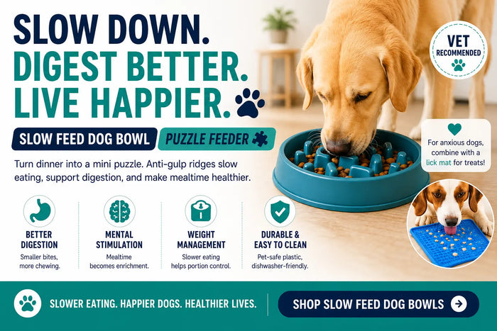 Slow Feed Dog Bowl: Stop Fast Eating & Protect Your Dog's Health