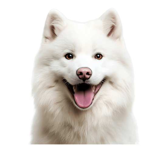 Dogs